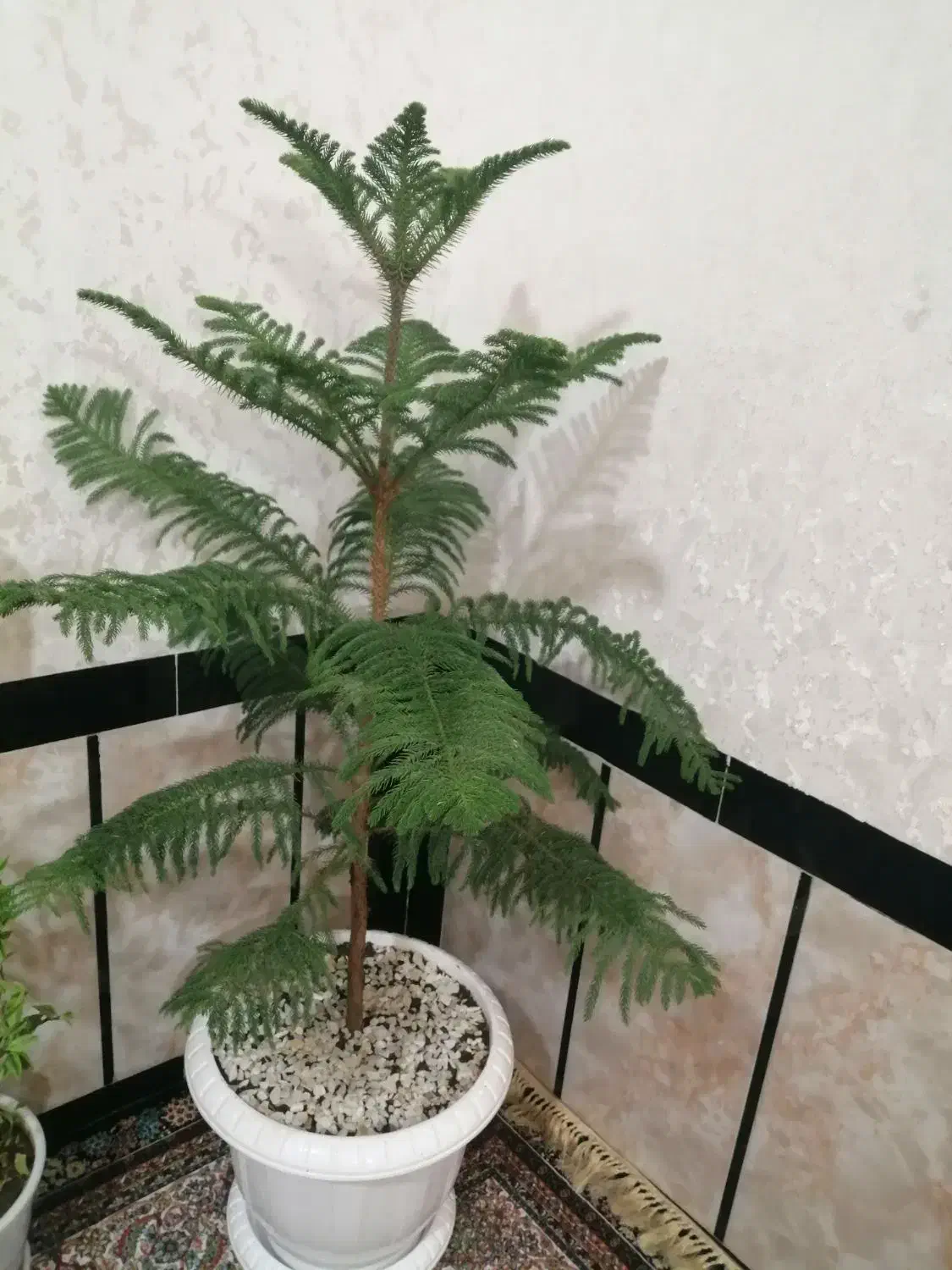 گل وگلدان|گل و گیاه طبیعی|پیرانشهر, |دیوار