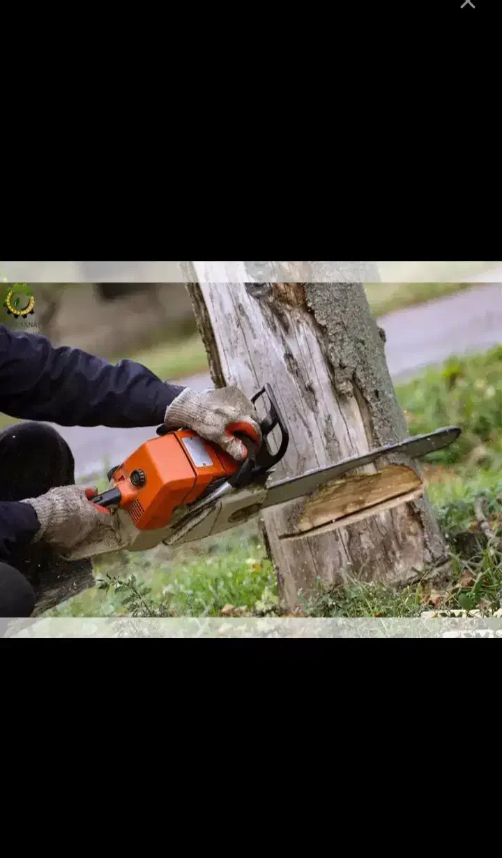 هرس درخت|خدمات باغبانی و درختکاری|کرمانشاه, |دیوار