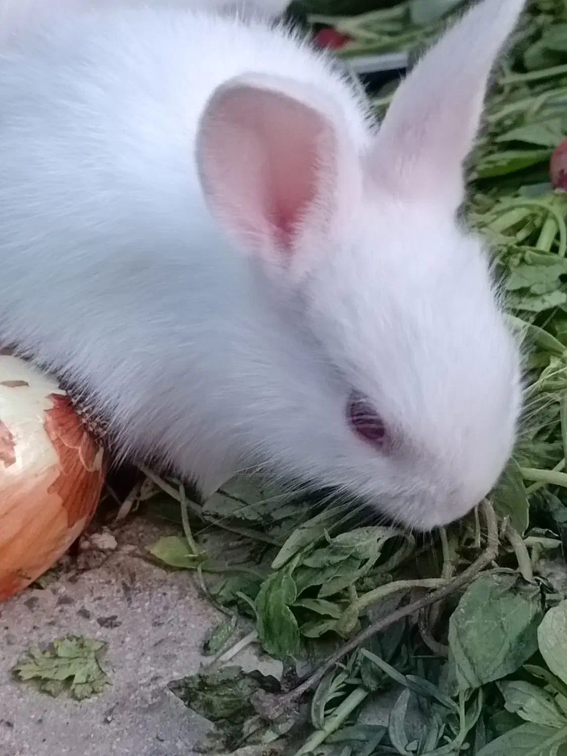 بچه خرگوش ۳ماهه|موش و خرگوش|اسلامشهر, شهرک قائمیه|دیوار