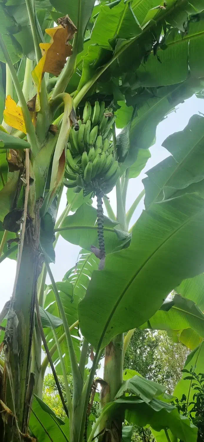 درخت موز|گل و گیاه طبیعی|چمستان, |دیوار