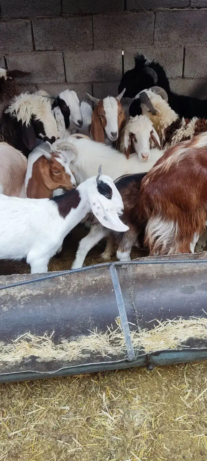 کره نر و ماده|حیوانات مزرعه|نگار, |دیوار