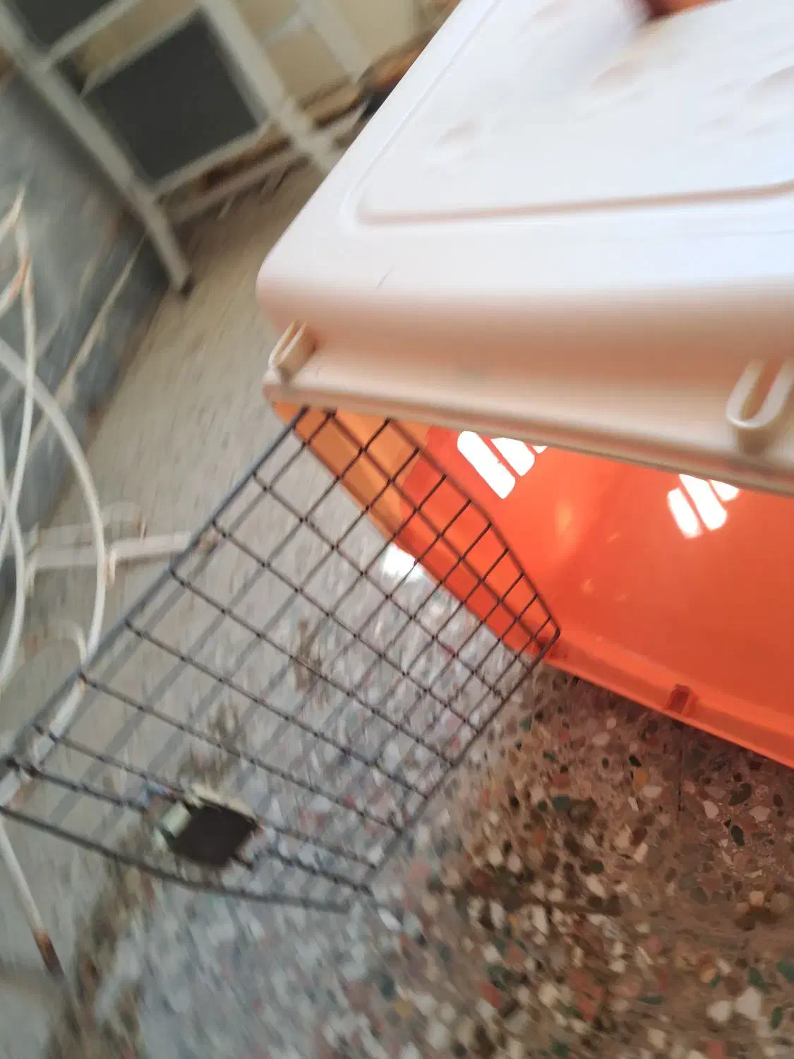 فروش قفس سگ خانگی|لوازم جانبی حیوانات|دوگنبدان, |دیوار