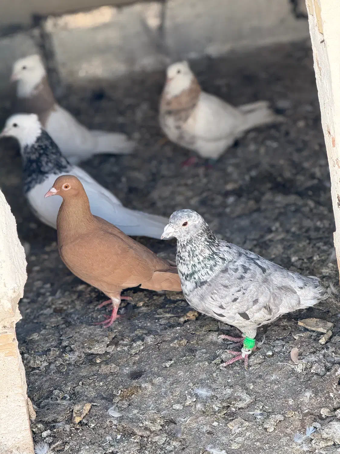 سار|پرنده|آشخانه, |دیوار