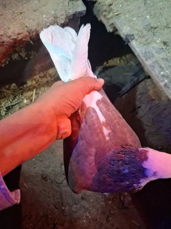 تعدادی کفتر و کبوتر|پرنده|جیرفت, |دیوار