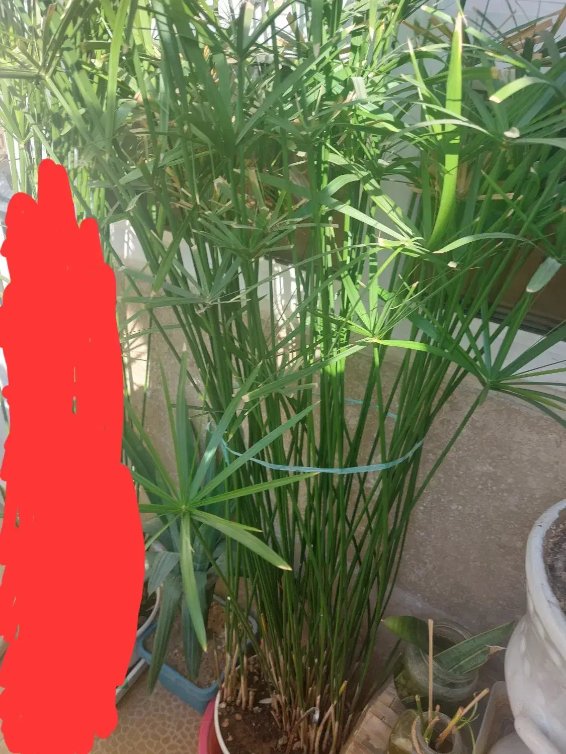 گل طبیعی|گل و گیاه طبیعی|قزوین, |دیوار