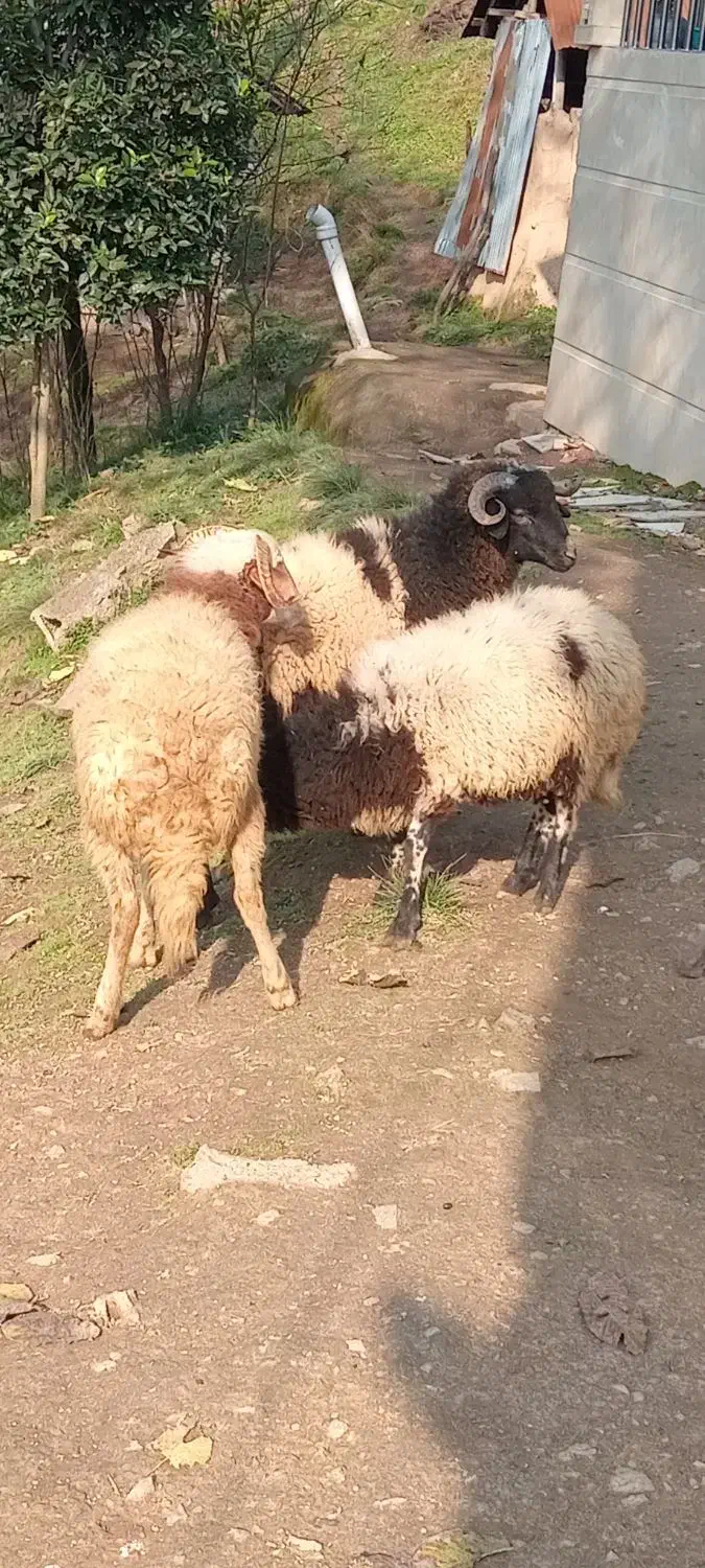 گوسفند|حیوانات مزرعه|سیاهکل, |دیوار