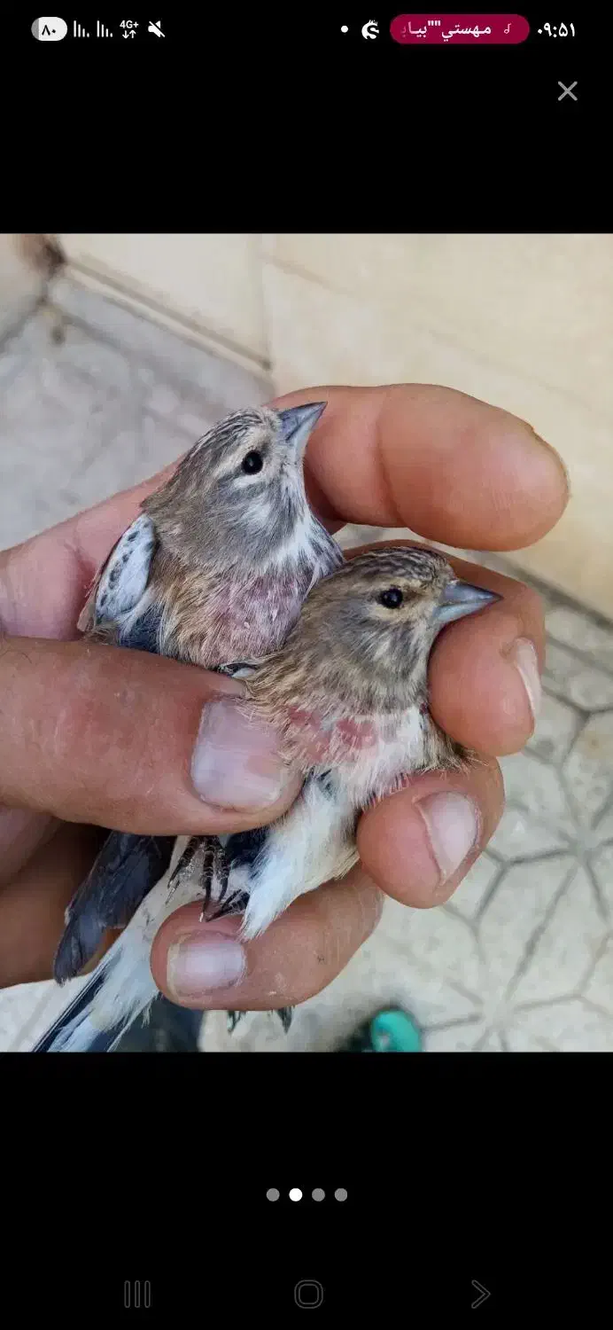 سینه سرخ|پرنده|قم, باغ کرباسی|دیوار