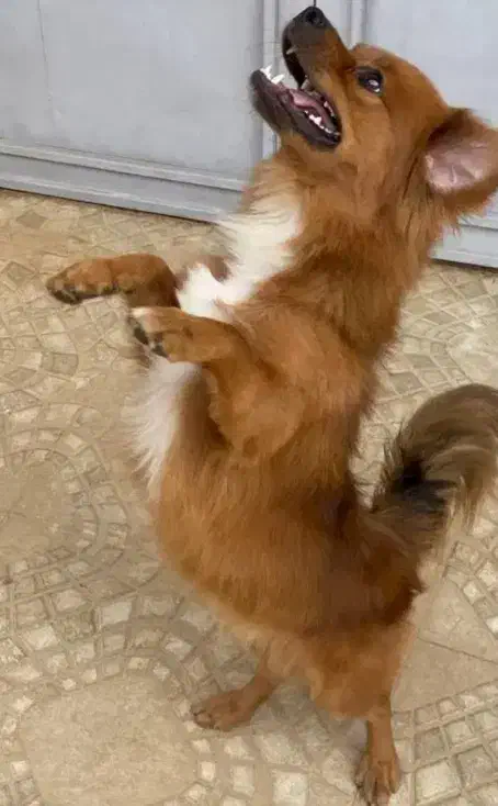 سگ پا کوتاه|سگ|مرند, |دیوار