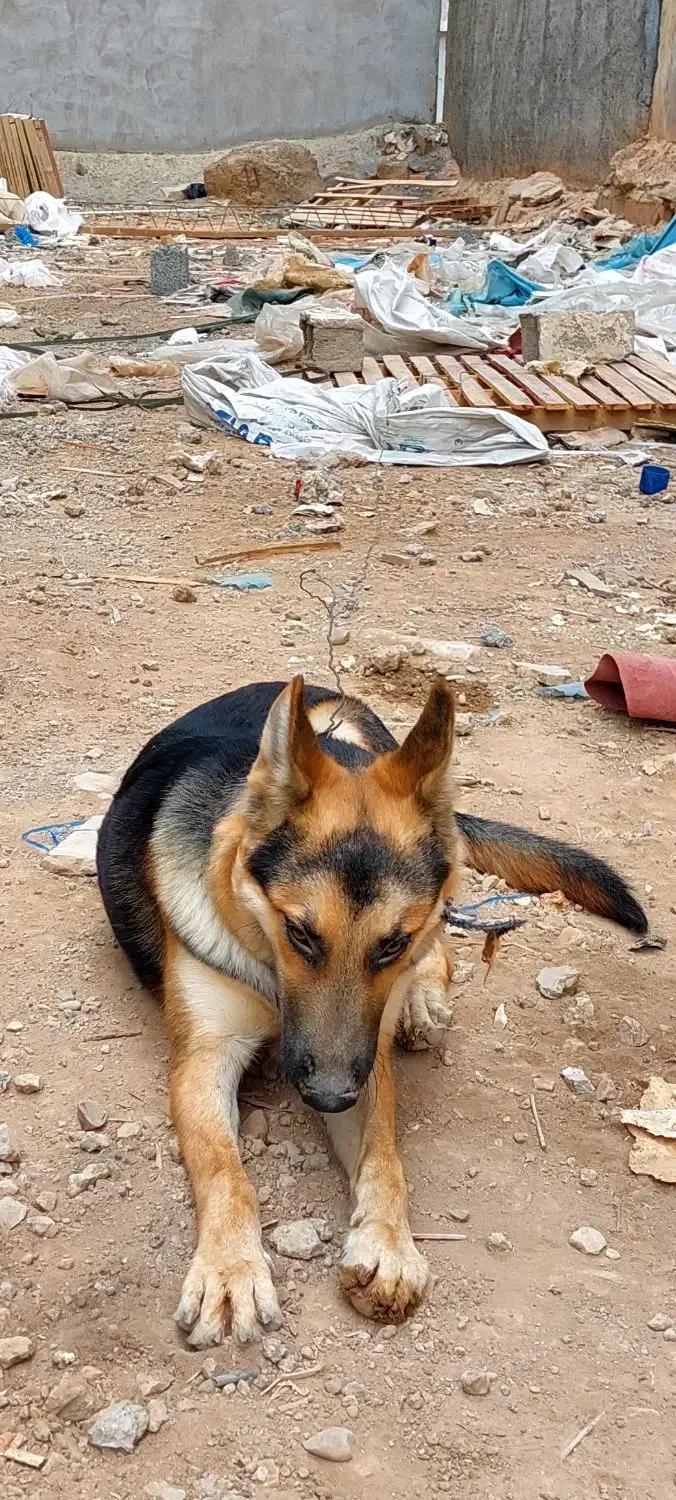 اهواز|سگ|حمیدیه, |دیوار