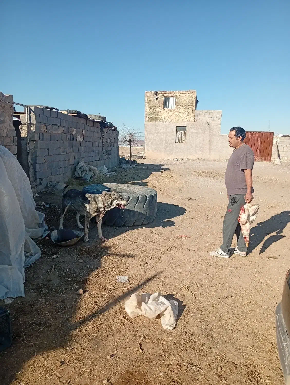 سگ ،|حیوانات|زرندیه, |دیوار