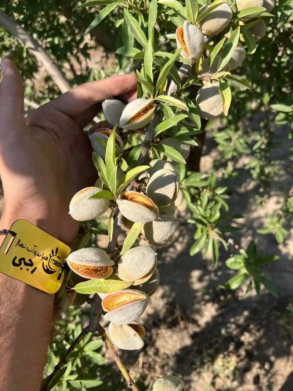 تولید نهال بادام رقم سنگی منقا|خدمات باغبانی و درختکاری|طبس, |دیوار