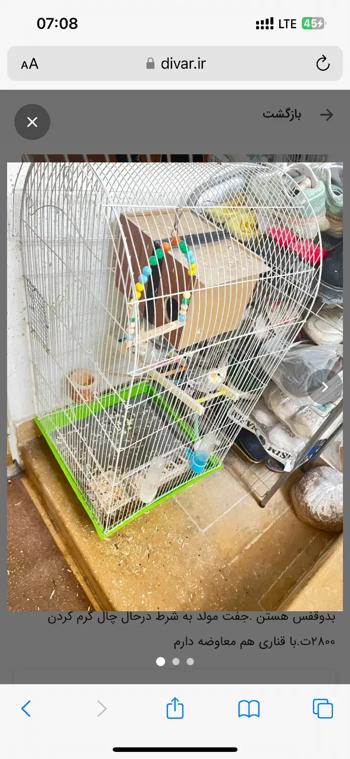 جفت عروس مولد.فوری|پرنده|شیراز, آبیاری|دیوار