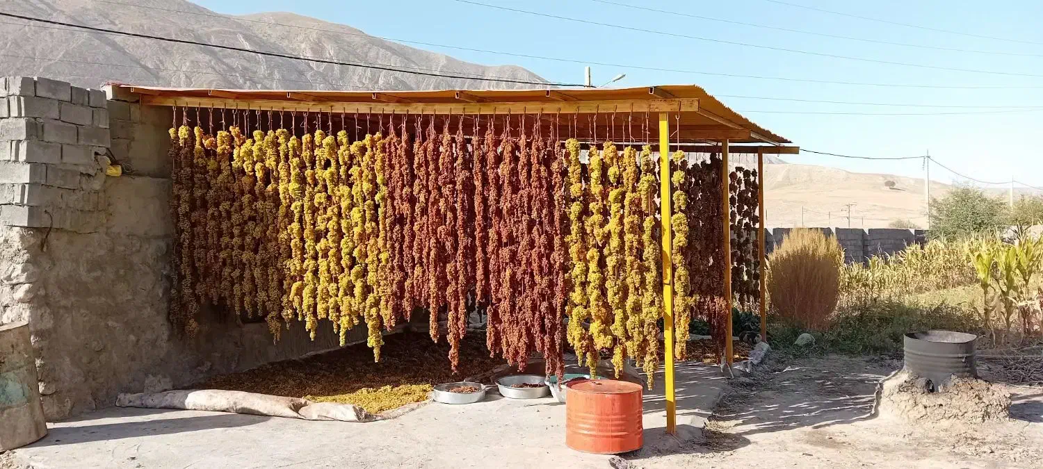 کشمش اشغاردرجه یک|خوردنی و آشامیدنی|شیروان (خراسان), |دیوار