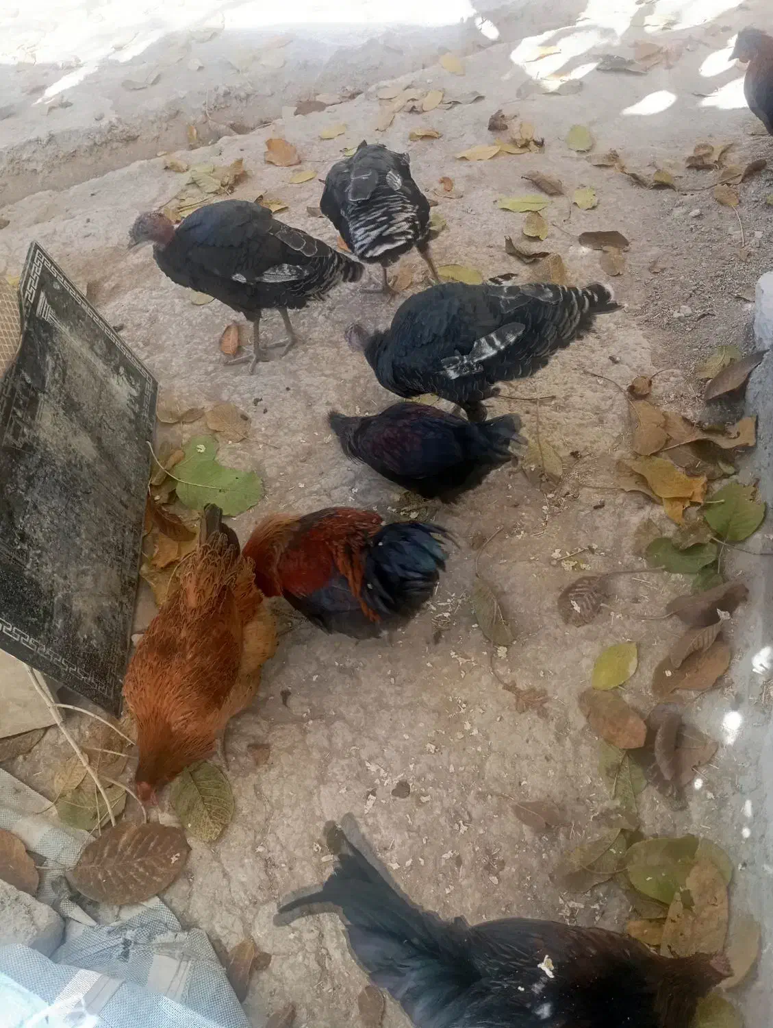 فروشی خروس 4عدد وار 2عدد 3عدد بوقلمون|حیوانات مزرعه|نورآباد, |دیوار