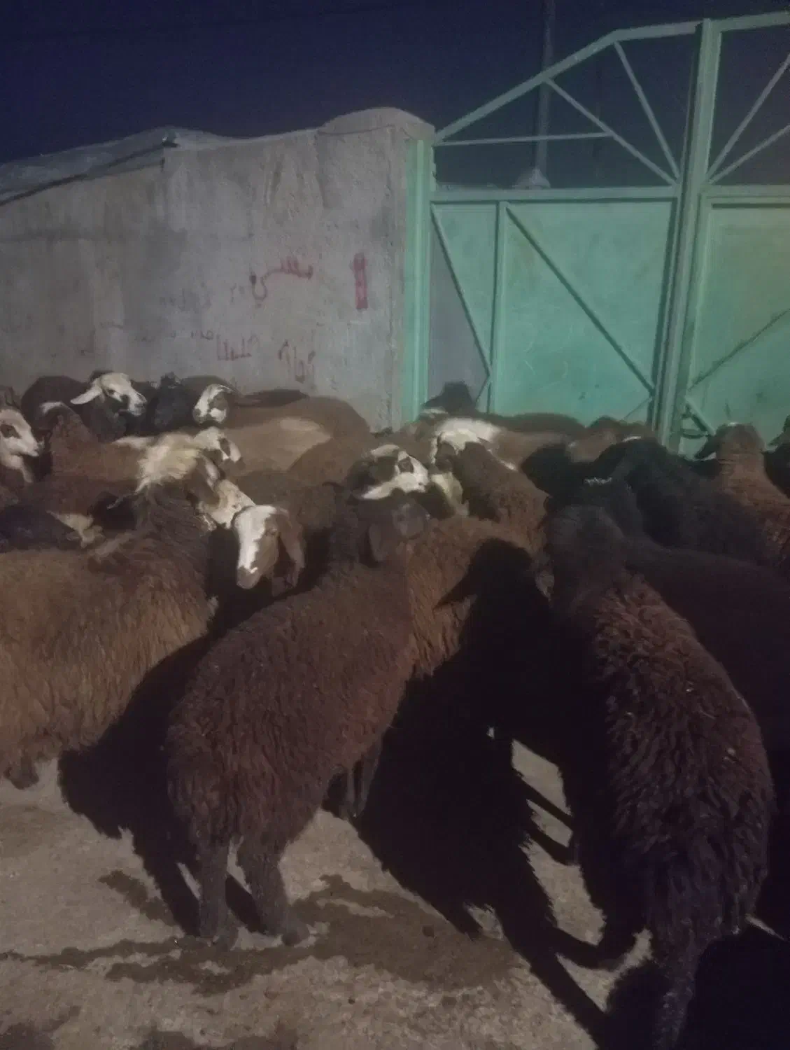 ۲۷تا توغلی|حیوانات مزرعه|سرعین, |دیوار