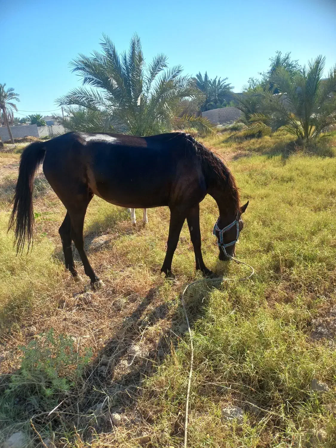 مادیون|اسب و تجهیزات اسب‌سواری|ریگ, |دیوار