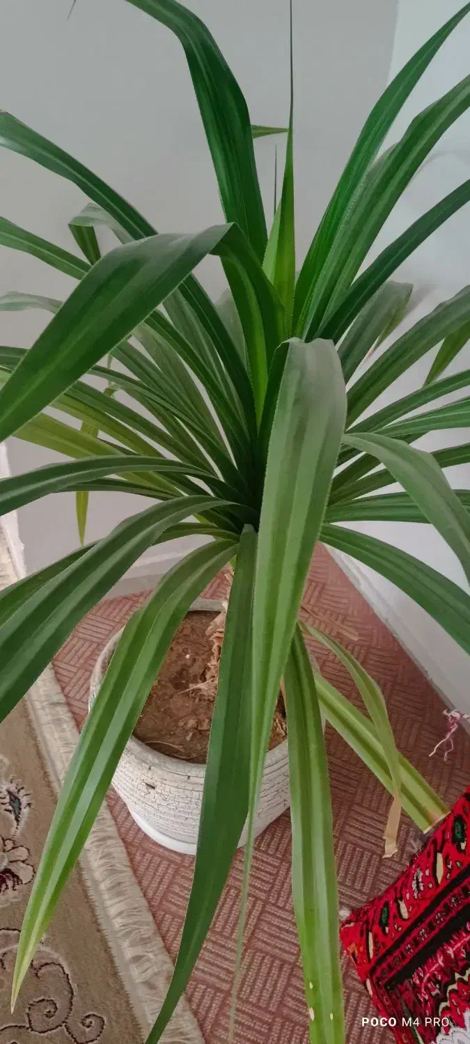 گل پاندانوس بزرگ|گل و گیاه طبیعی|اردکان, |دیوار