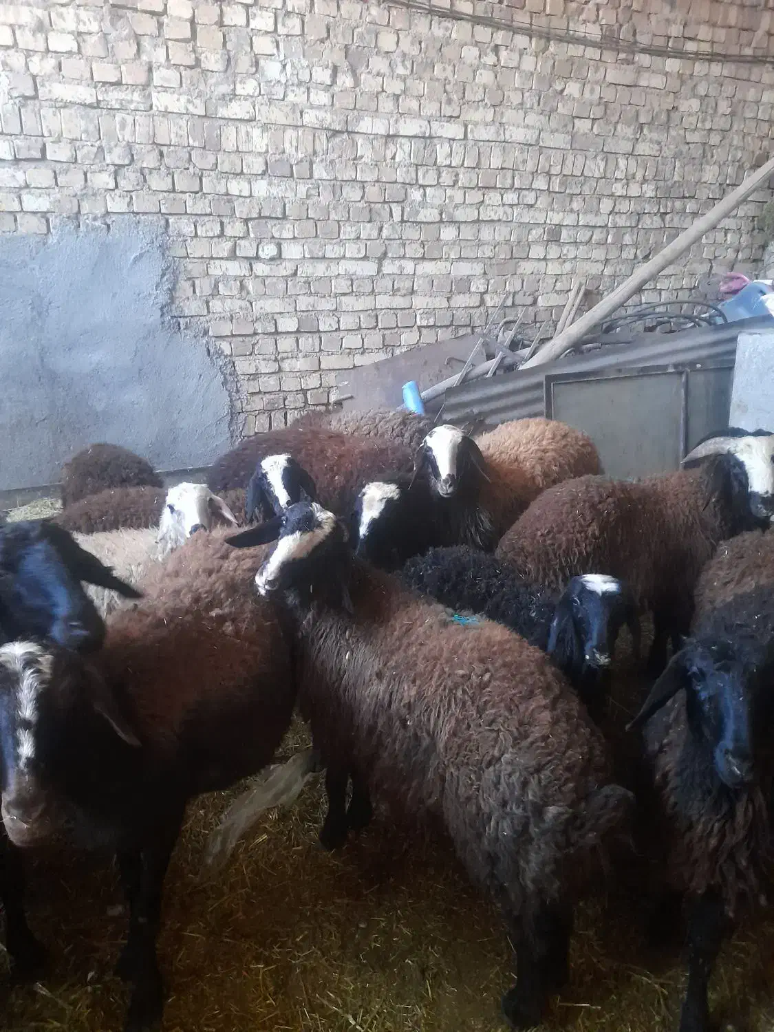 ۲۵بره،ماده،ونرفروشی|حیوانات مزرعه|دشتابی, |دیوار