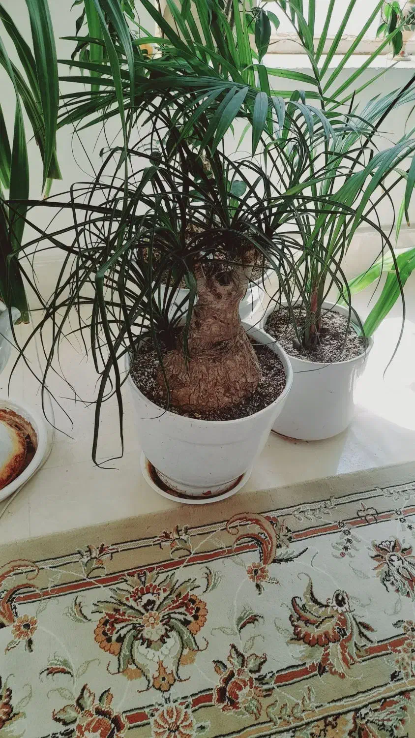 گل طبیعی|گل و گیاه طبیعی|فردوس (خراسان), |دیوار