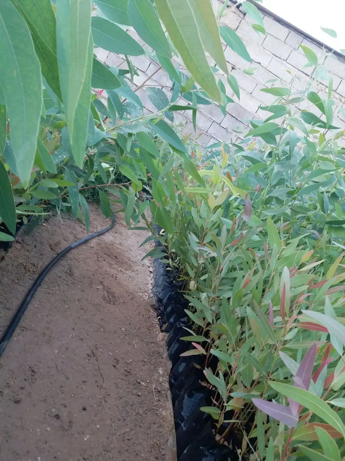 فروش عمده نهال اکالیپتوس|خدمات باغبانی و درختکاری|مسجد سلیمان, |دیوار