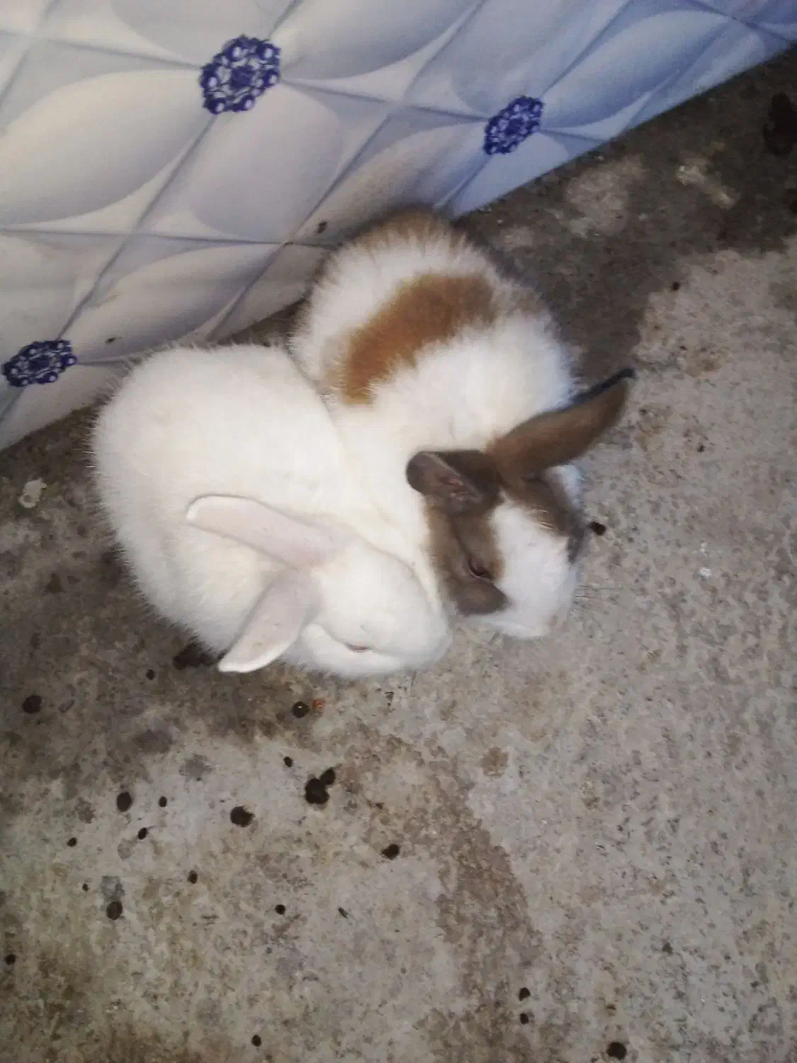 سلام خرگوش خوب|موش و خرگوش|زاهدان, |دیوار