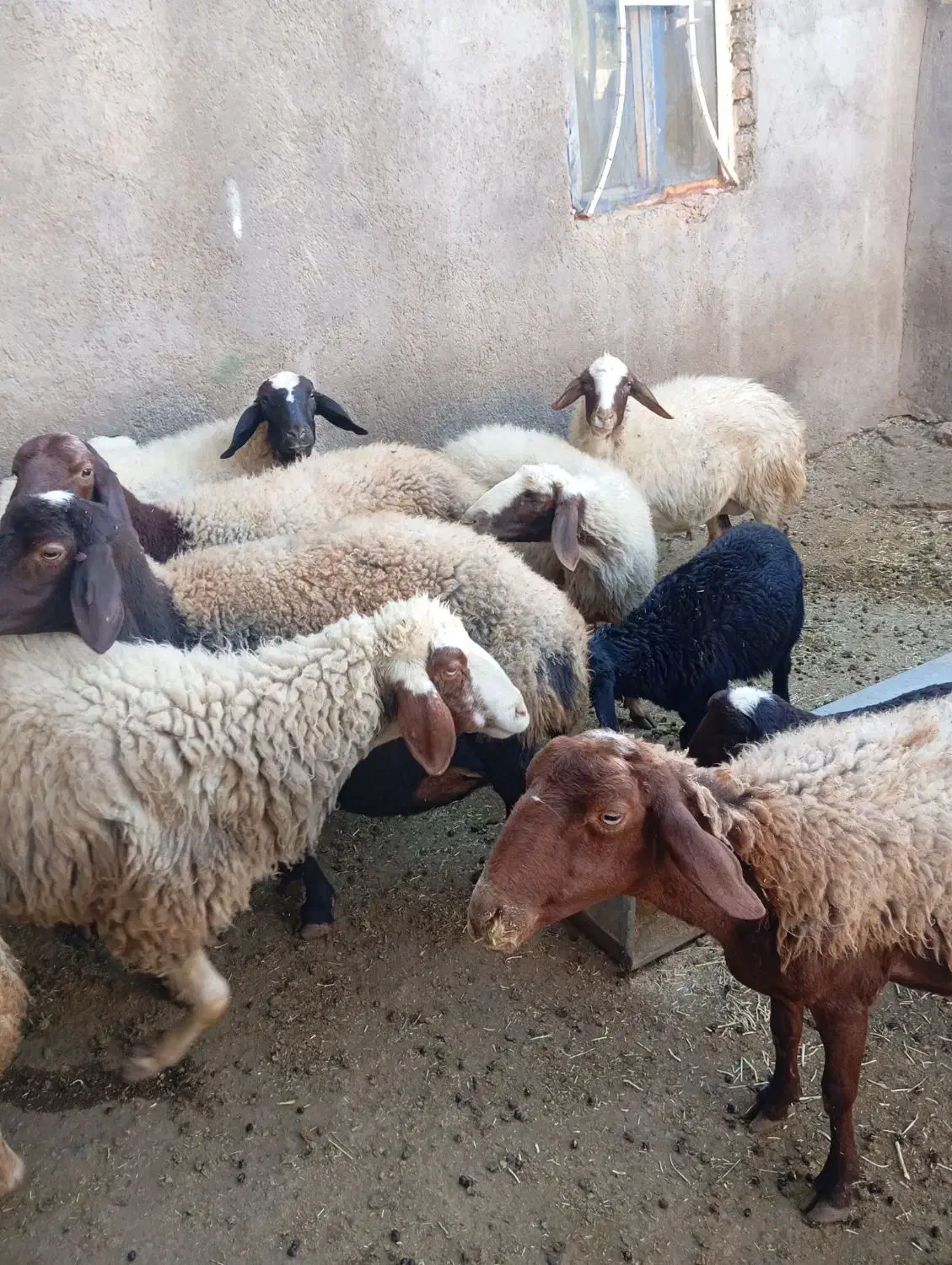 گوسفند و بره|حیوانات مزرعه|ثلاث باباجانی, |دیوار