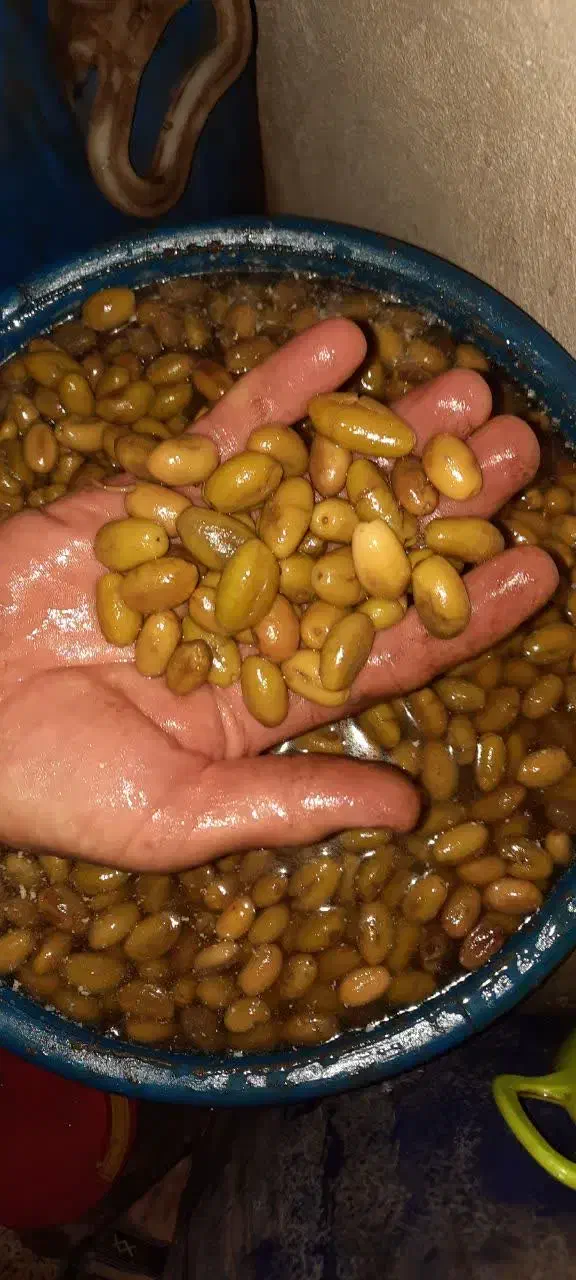 فروش زیتون ماری و گوشتی|خوردنی و آشامیدنی|رشت, توشیبا|دیوار