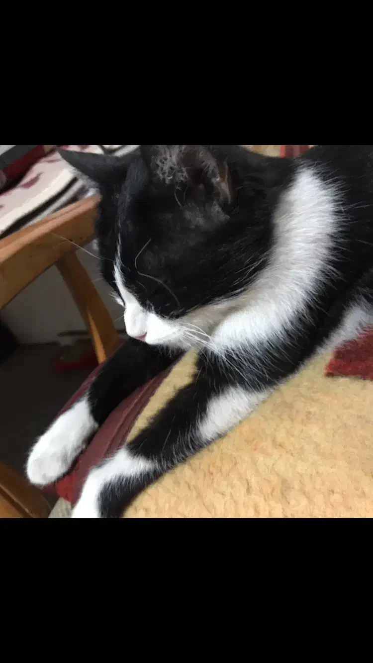 واگذاری گربه ماده خانگی|گربه|اصفهان, شهرک میلاد|دیوار