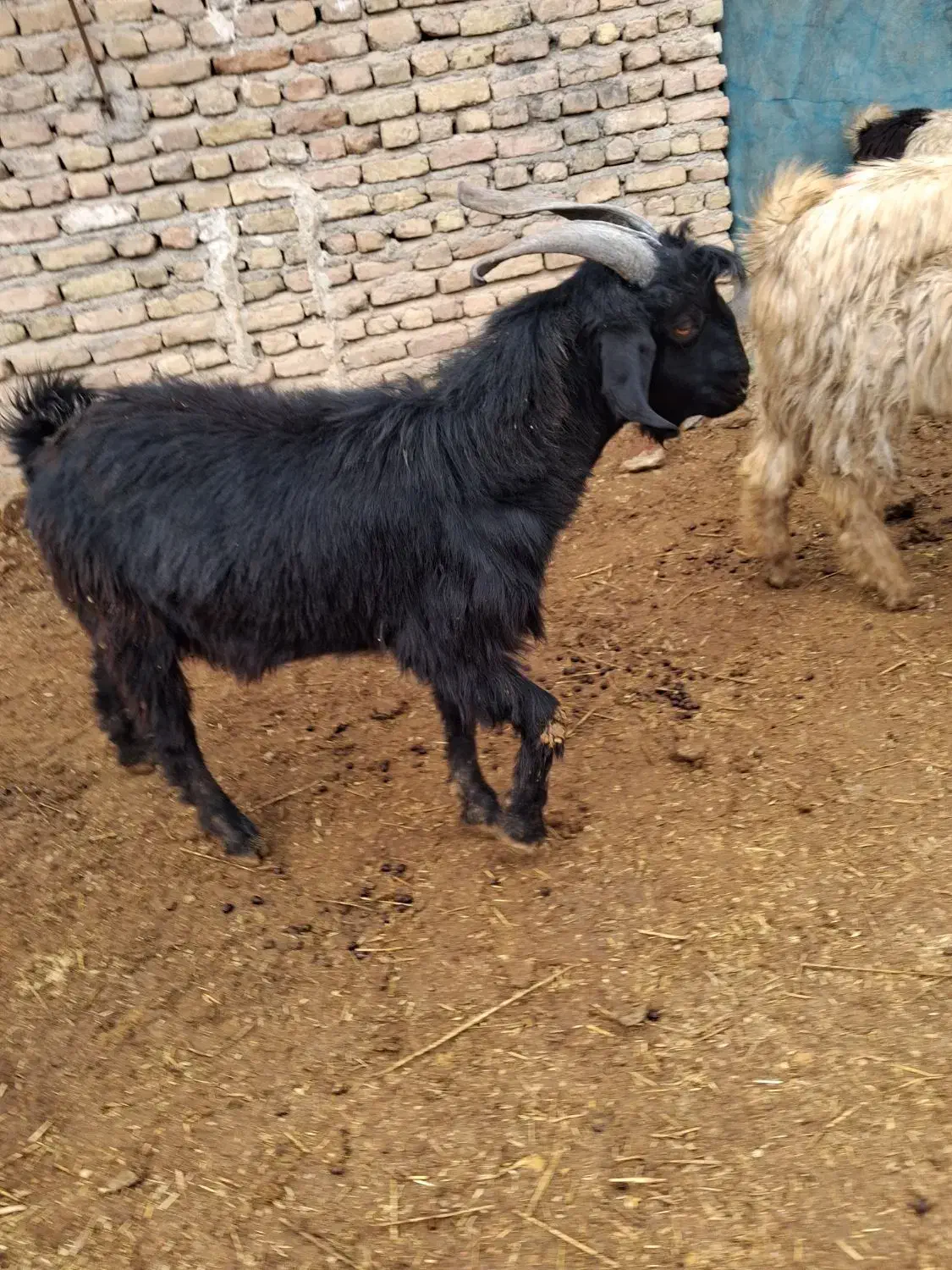فروش دو راس بز و کهره های چاق و بره|حیوانات مزرعه|مرودشت, ده بید|دیوار