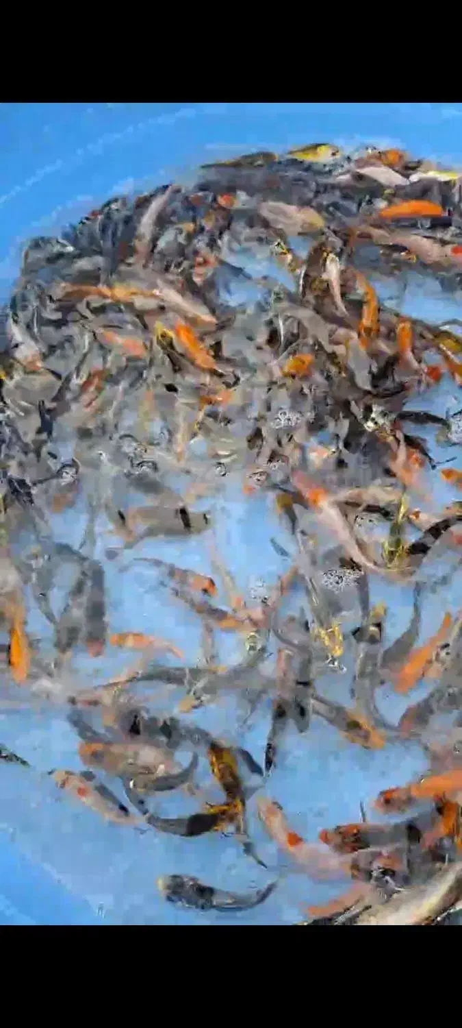 کوی سوپر باله|ماهی|تهران, مسعودیه|دیوار