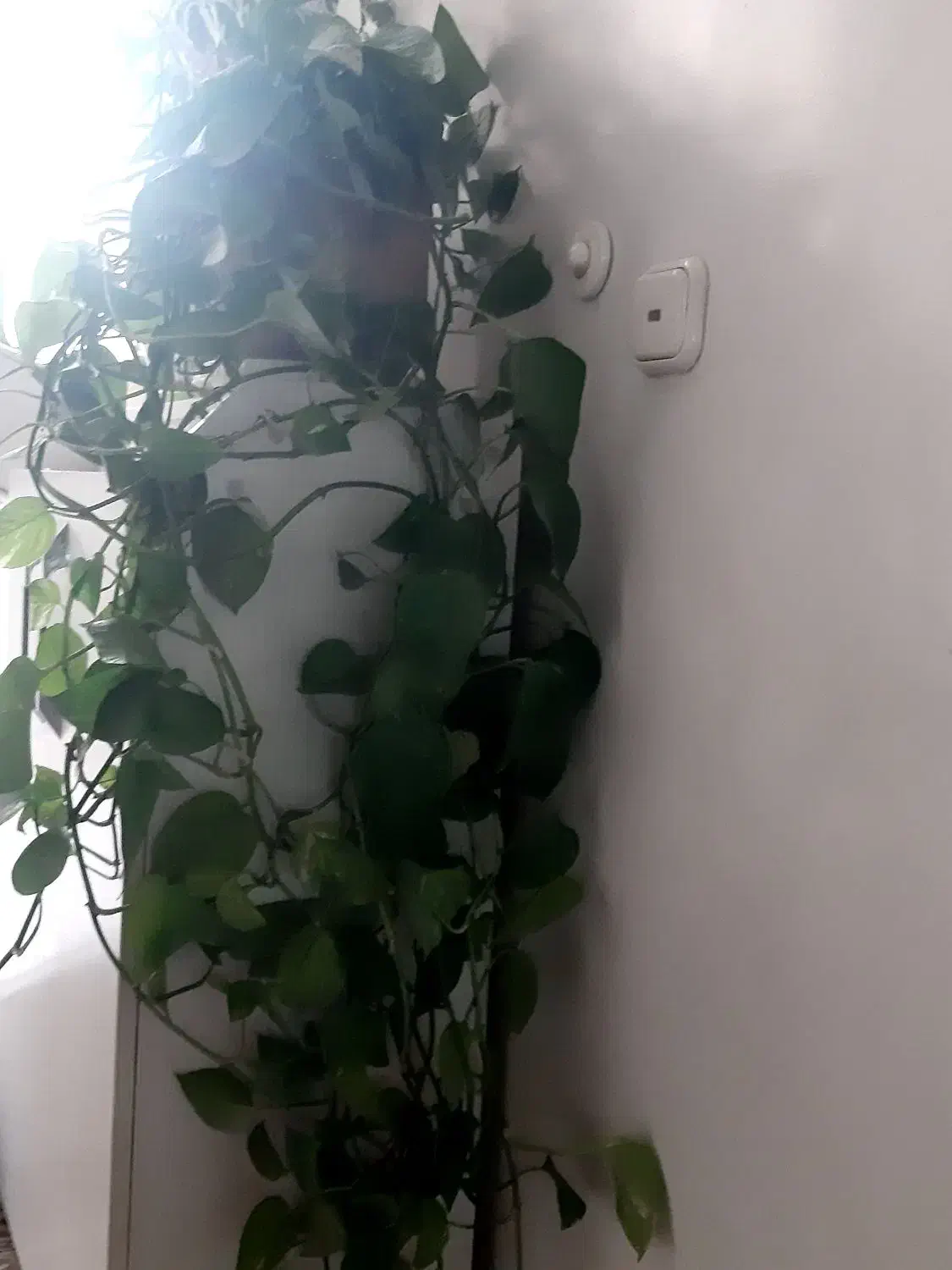 گیاه. سرسبز اپارتمانی|گل و گیاه طبیعی|تهران, حکیمیه|دیوار