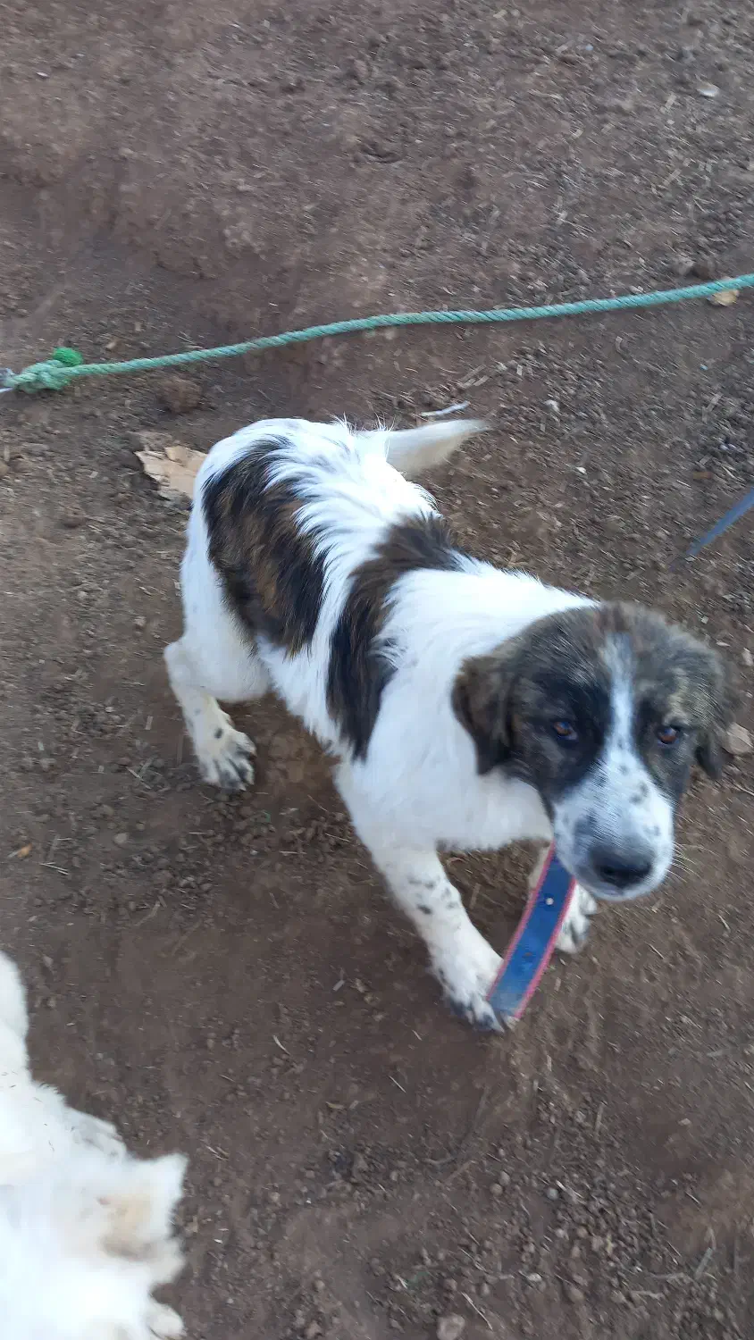 توله سگ ماده نگهبان|سگ|بره‌سر, |دیوار