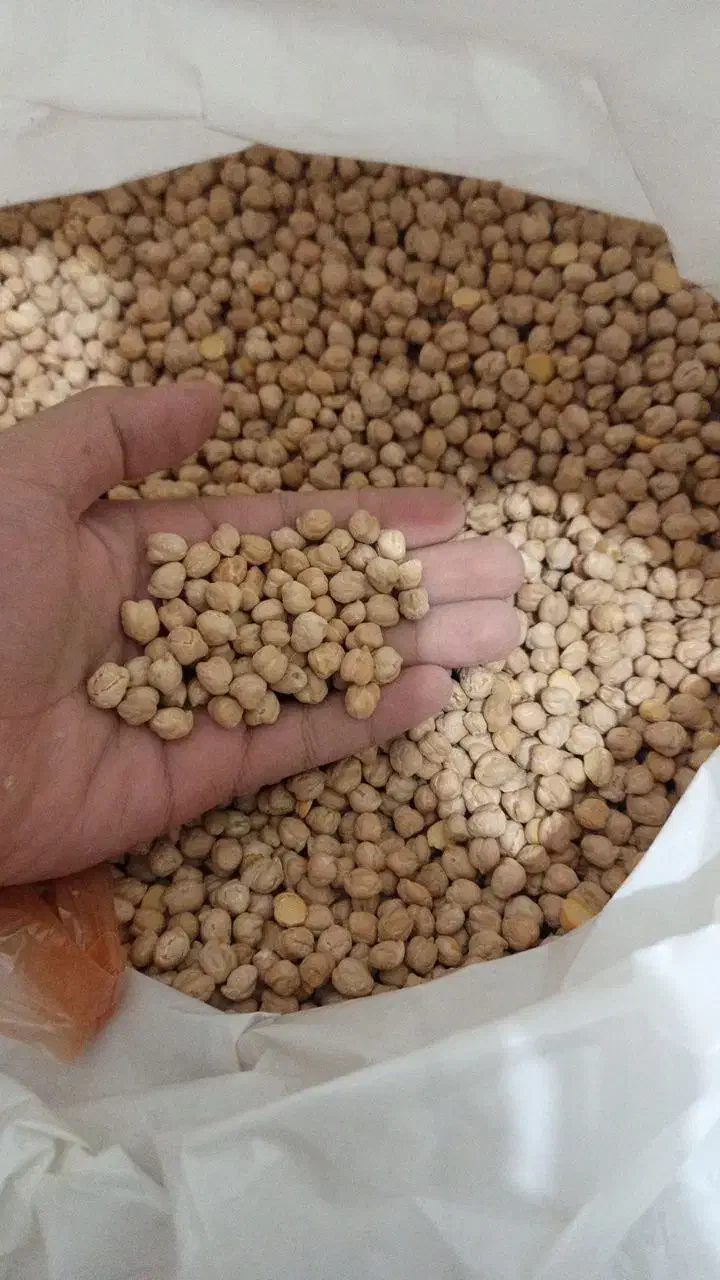 نخود دیم ارگانیک کرمانشاه درجه یک به شرط تست|خوردنی و آشامیدنی|سراب, |دیوار