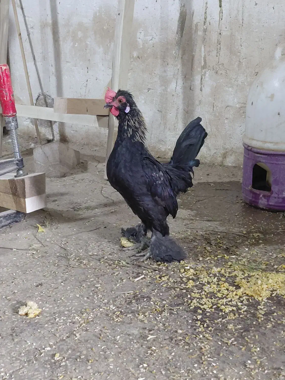 خروس جوان یوسل بلژیکی زیبا|حیوانات مزرعه|قم, کاسه گران|دیوار