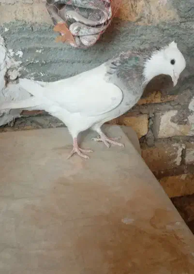 طوقی فروشی|پرنده|زارچ, |دیوار