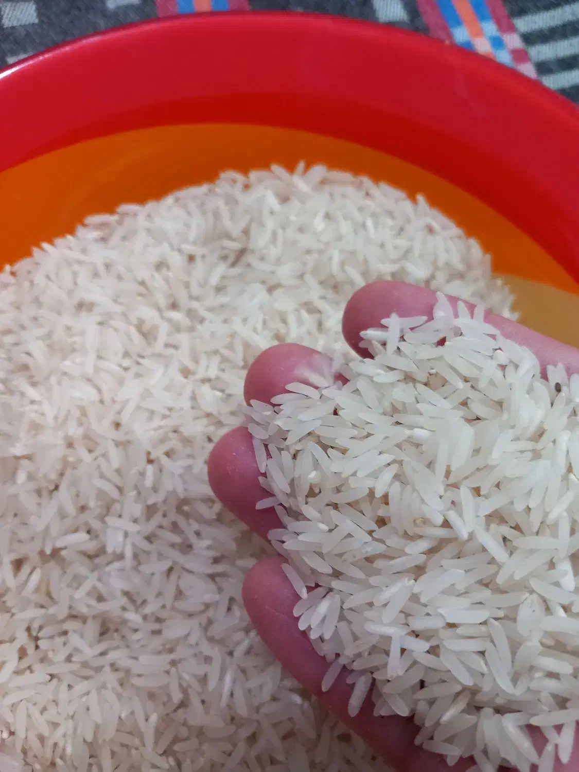 برنج فجر سوزنی سورت شده|خوردنی و آشامیدنی|گرگان, |دیوار