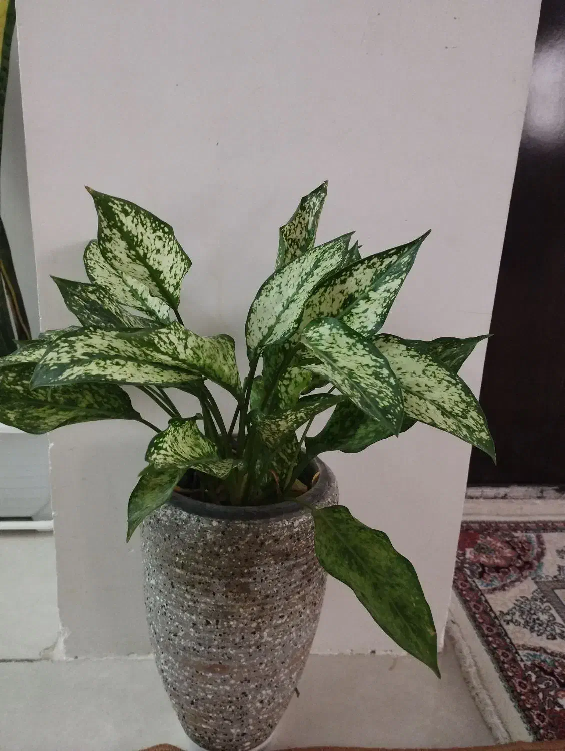 گل طبیعی|گل و گیاه طبیعی|گلستان (تهران), |دیوار