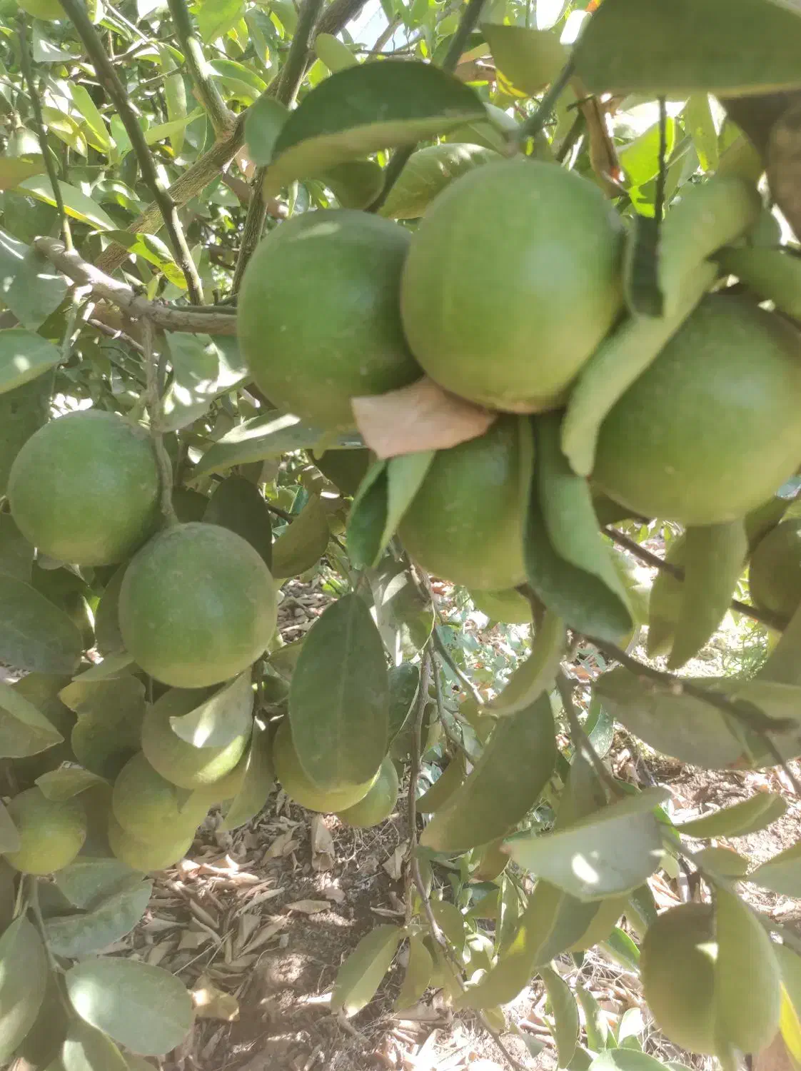 فروش لیمو شیرین|خوردنی و آشامیدنی|دوگنبدان, |دیوار