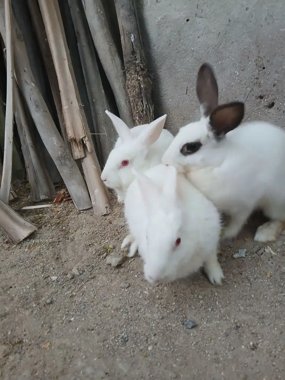 خرگوش بزرگ|موش و خرگوش|قشم, |دیوار