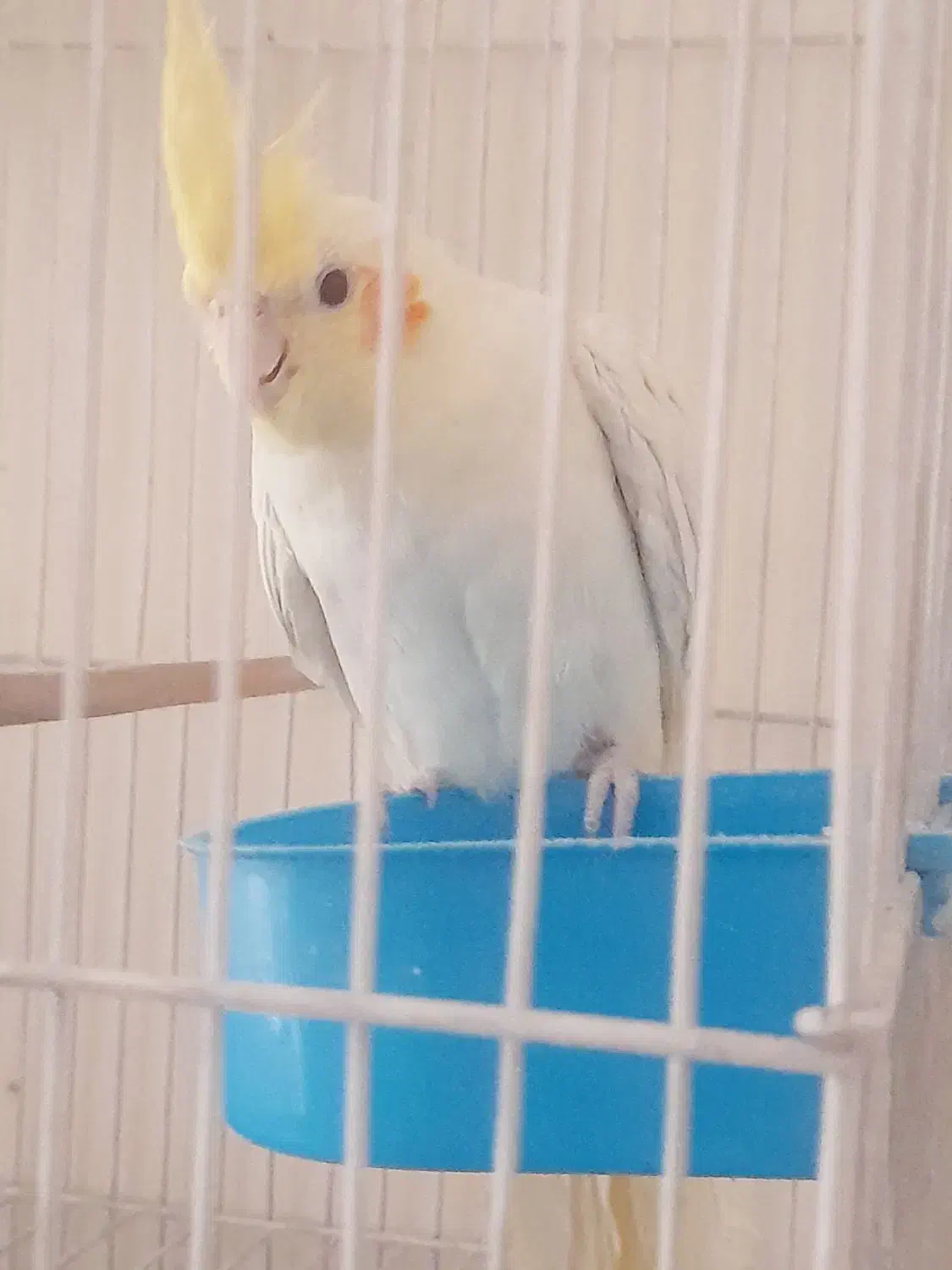 عروس هلندی لوتینو|پرنده|تهران, شهرک رضویه|دیوار