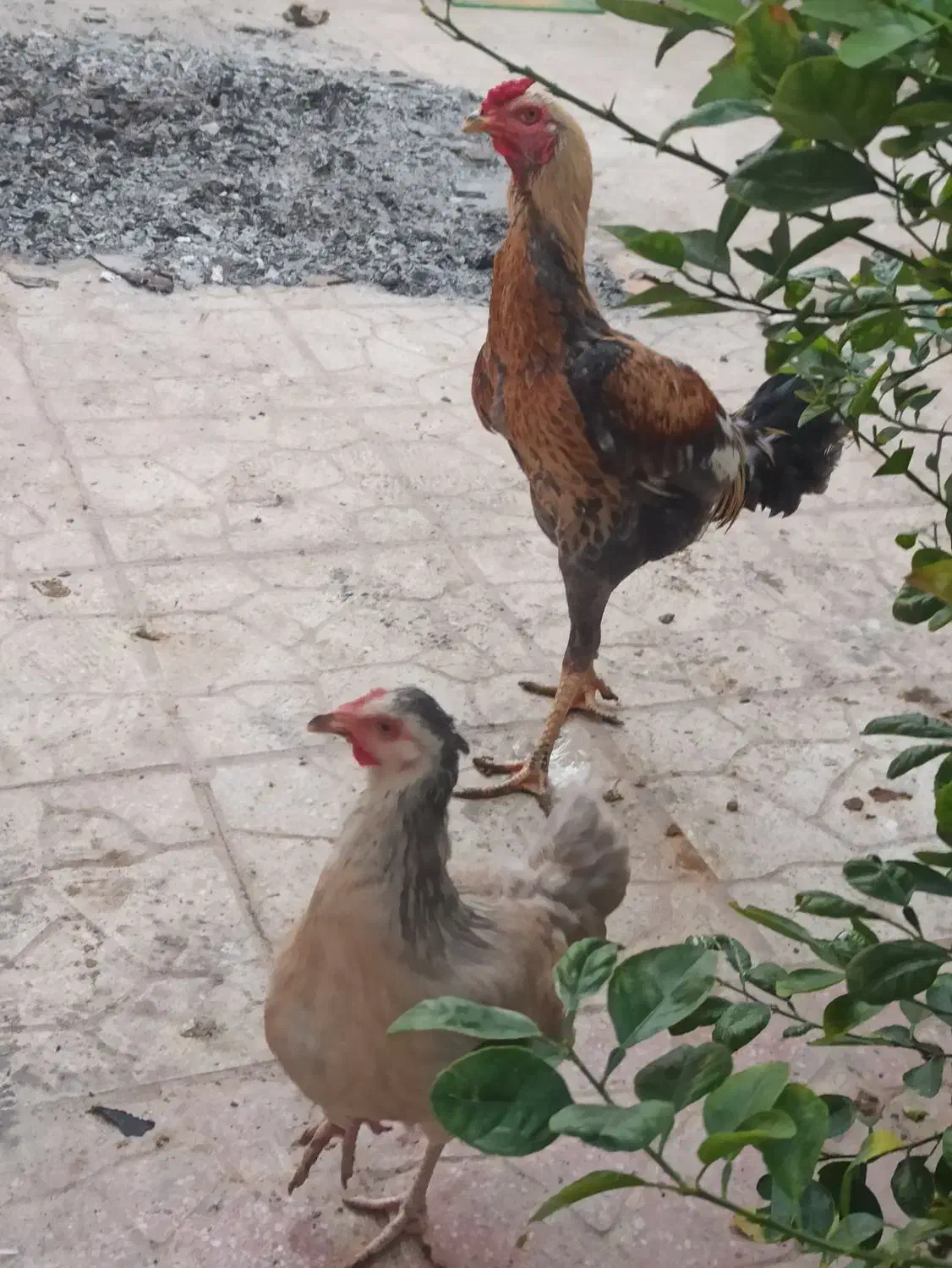 خروس و مرغ لاری و یه مرغ محلی بندر لنگه|حیوانات مزرعه|بندرلنگه, |دیوار