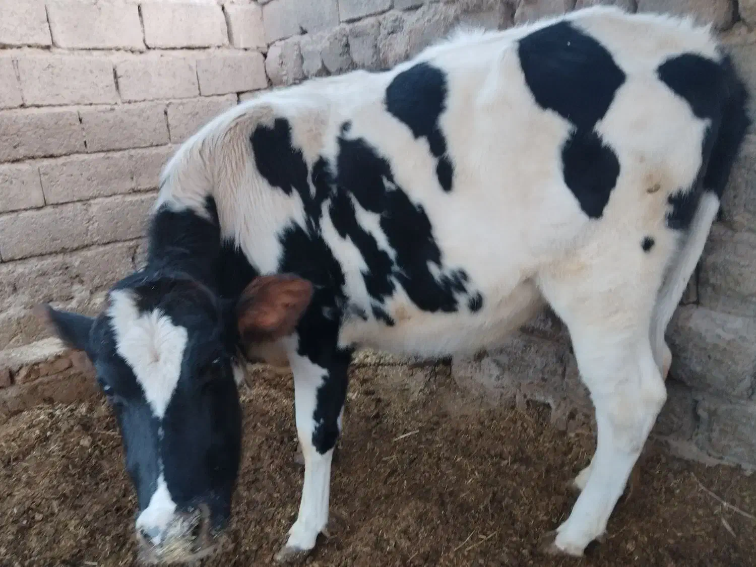 تلیسه هلشتاین|حیوانات مزرعه|گلباف, |دیوار