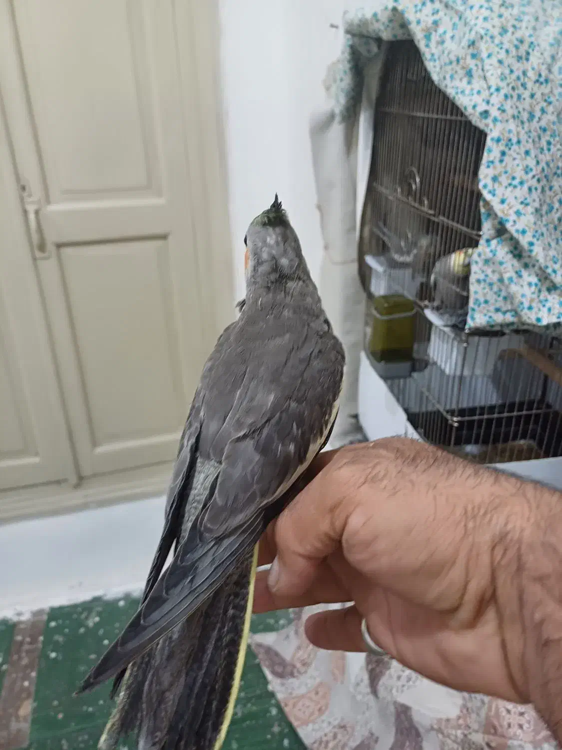 جوجه عروس هلندی|پرنده|تهران, آبشار|دیوار