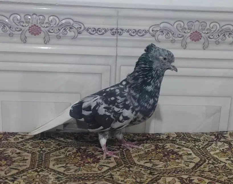 کوهی دم سفید شیبان|پرنده|باوی, |دیوار