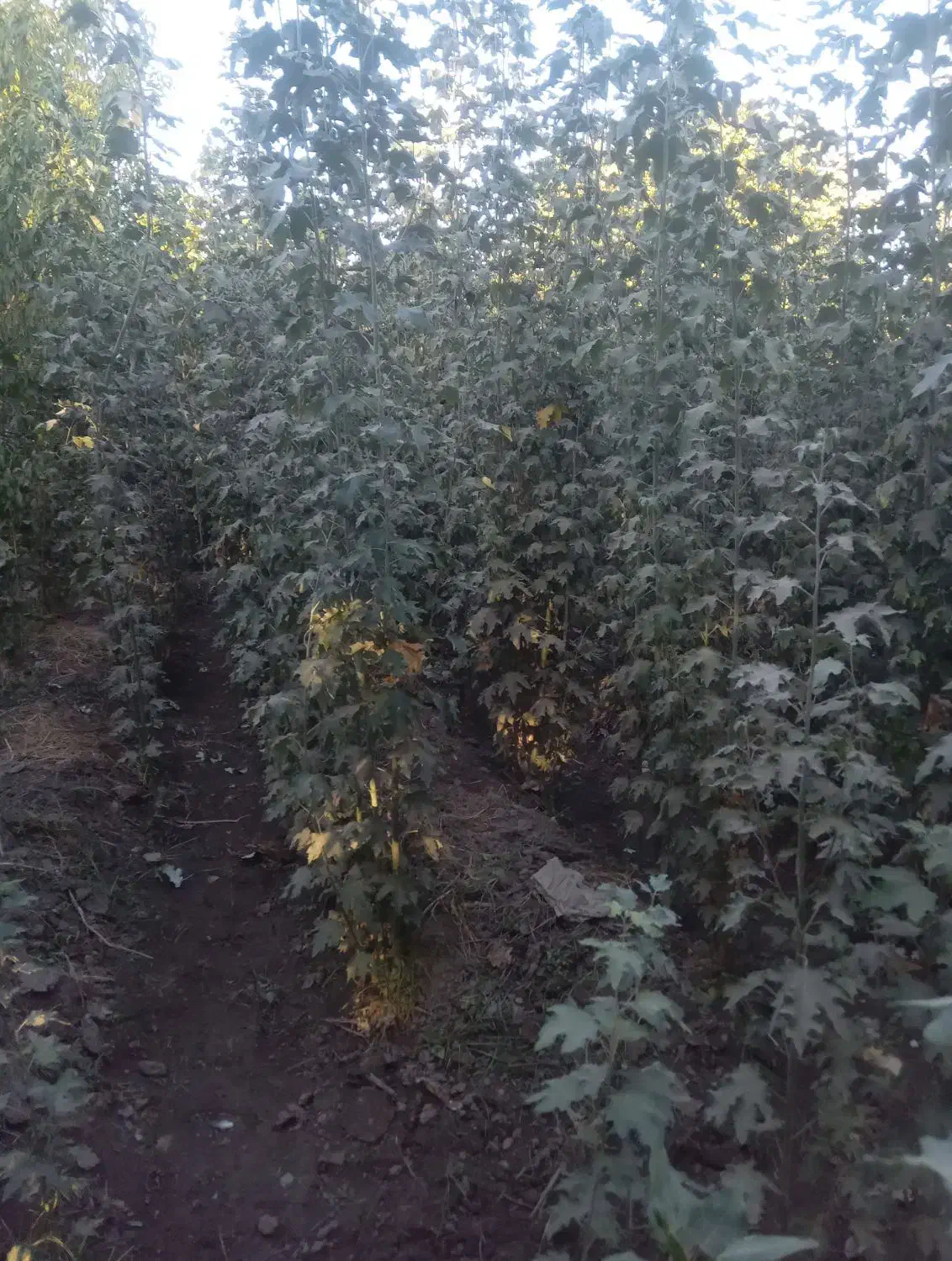 نهال نرک آلوچه ، نلک جهت احداث نهالستان|گل و گیاه طبیعی|مشهد, خواجه ربیع|دیوار