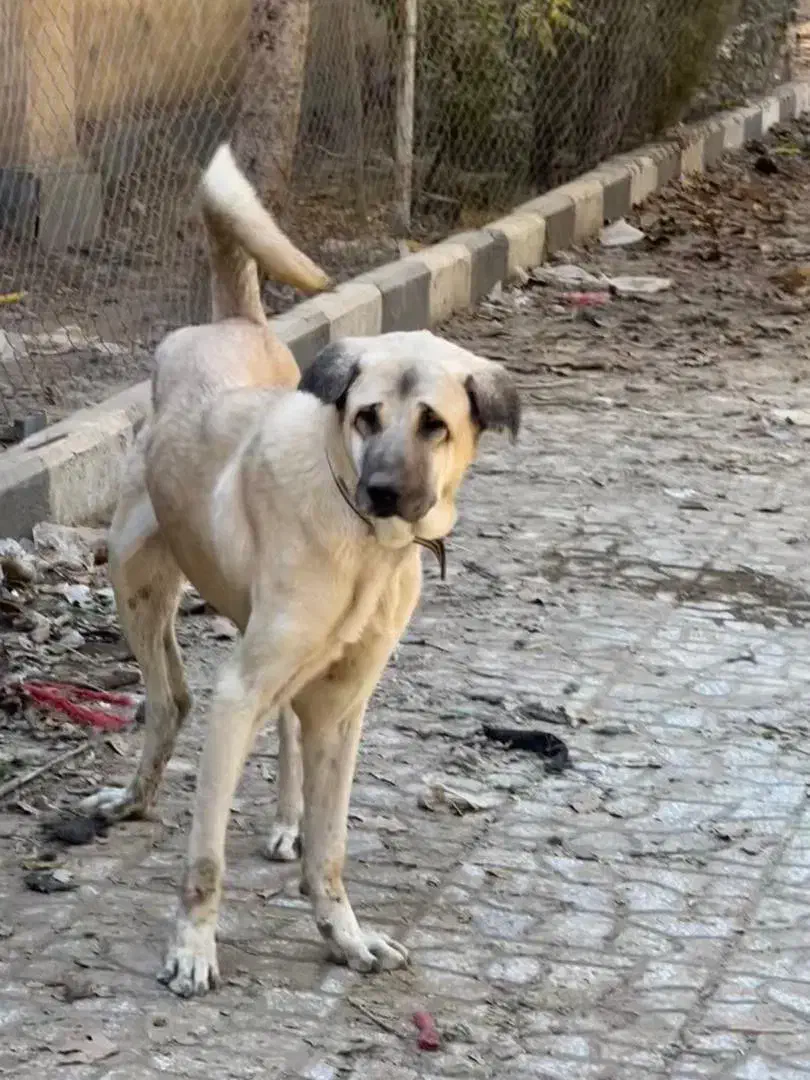 سگ عراقی کردی پژدر سراب|سگ|تهران, صادقیه|دیوار