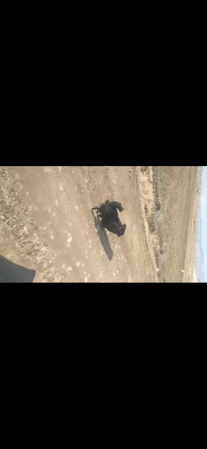 سگ پامر|سگ|نیشابور, شهرآرا|دیوار