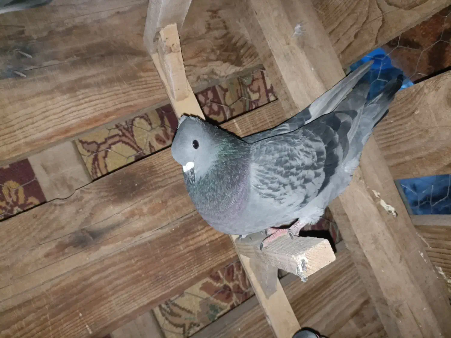 کفتر|پرنده|بم, |دیوار