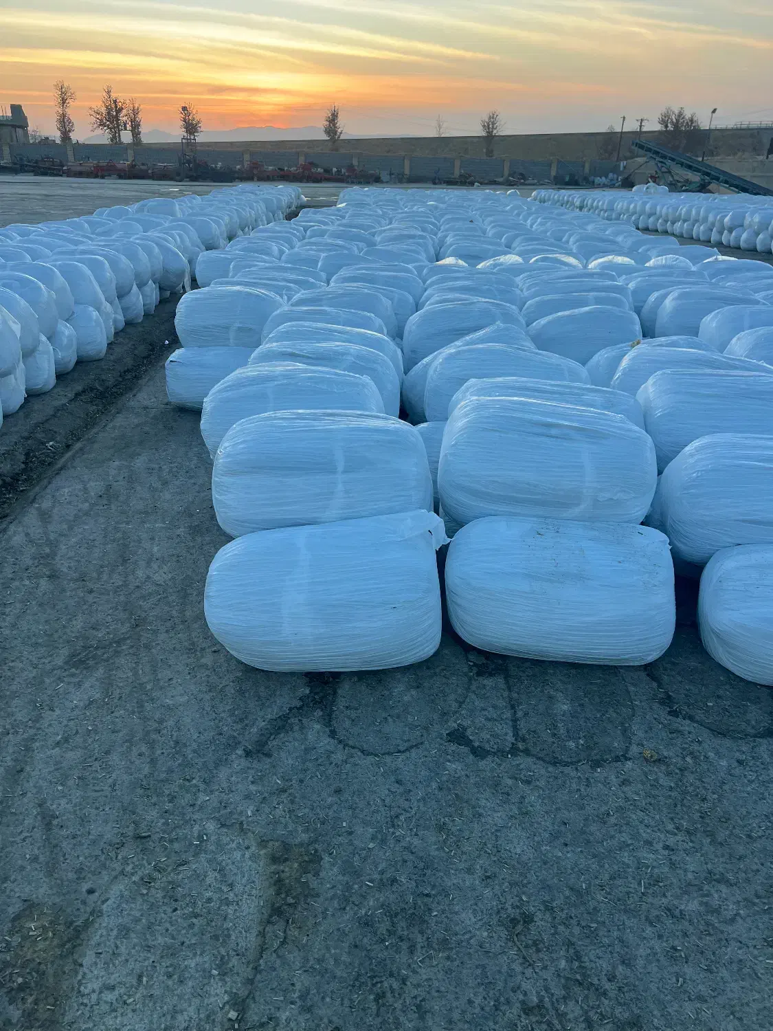 ذرت علوفه تخمیری|لوازم جانبی حیوانات|مرودشت, بیست متری بیمارستان|دیوار