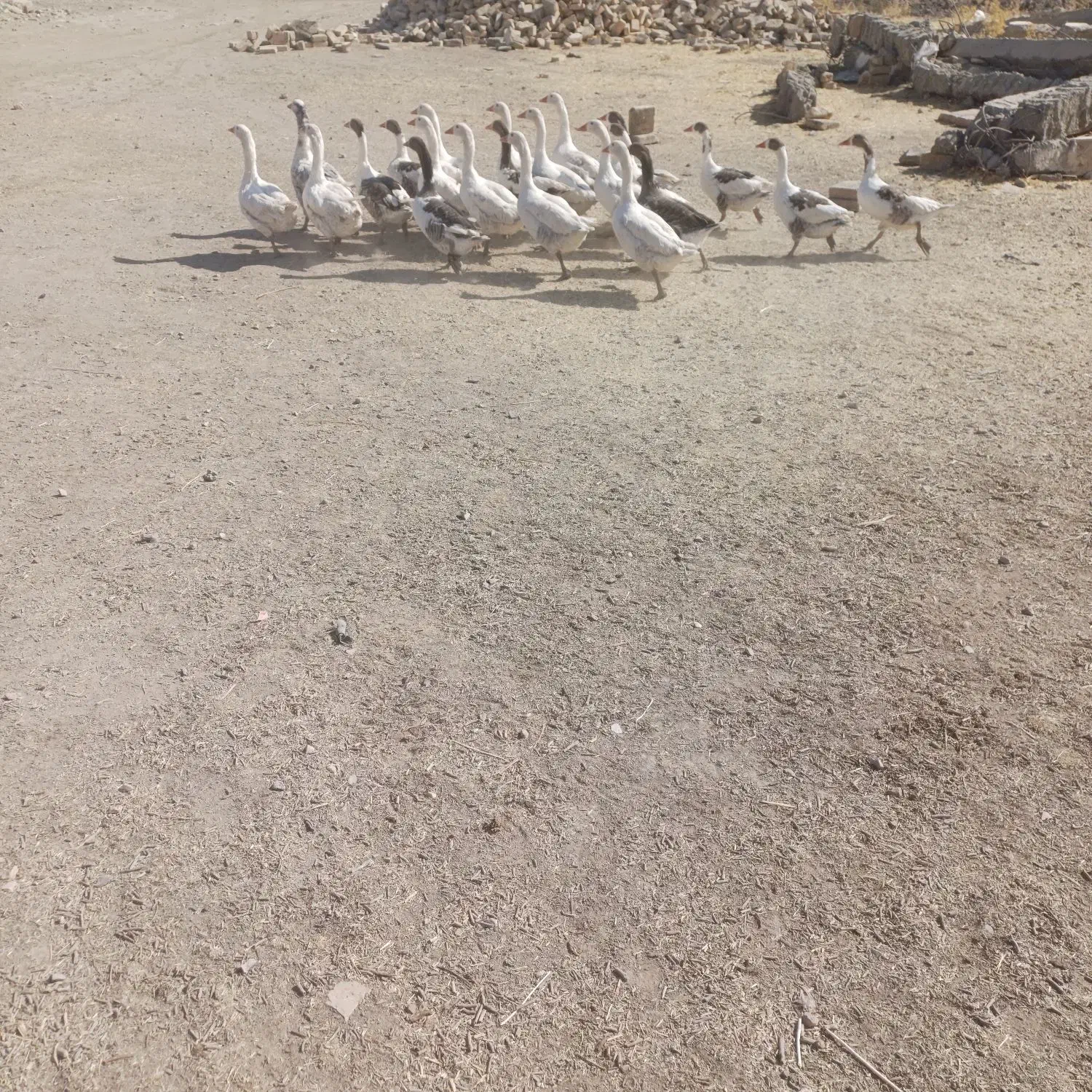 غاز|حیوانات مزرعه|کوزران, |دیوار